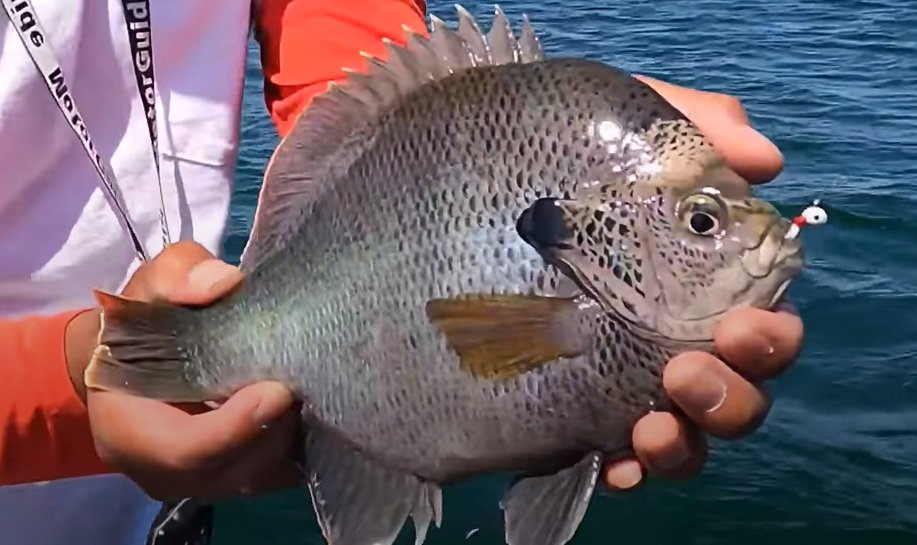 Coppernose Bluegill 101 Everything You Need To Know About This